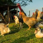 Chain SHOCKS Diners With Pricing Shake-Up Rabbit and various birds on the farm grass