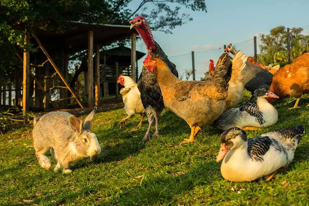 1834015795 featured image Rabbit and various birds on the farm grass