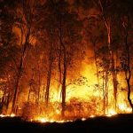 DEADLY Fire Destroys 7,000 – Government Missing! Forest engulfed in intense wildfire during nighttime.