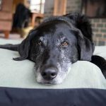 Dogs Dropping Dead—Mystery Lurks Food A black dog resting on a green dog bed in a cozy indoor setting