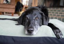 Dogs Dropping Dead—Mystery Lurks Food A black dog resting on a green dog bed in a cozy indoor setting