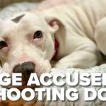 Judge SHOOTS Puppy — State Probe Launched Judge SHOOTS Puppy — State Probe Launched