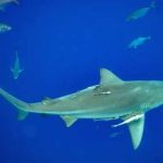 Sharks High on Cocaine—Paradise Nightmare! Sharks High on Cocaine—Paradise Nightmare