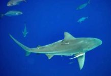Sharks High on Cocaine—Paradise Nightmare