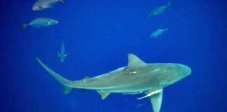 Sharks High on Cocaine—Paradise Nightmare! Sharks High on Cocaine—Paradise Nightmare