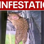 IRS Office Chaos – Rats OVERUN Workplace! IRS Office Chaos - Rats OVERUN Workplace!