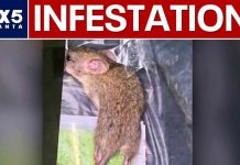 IRS Office Chaos - Rats OVERUN Workplace!