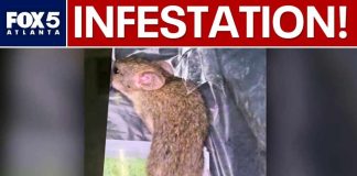 IRS Office Chaos - Rats OVERUN Workplace!