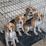 Obama Ran Disgusting Campaign to Cover Beagle Torture Program Four beagle puppies in a metal crate