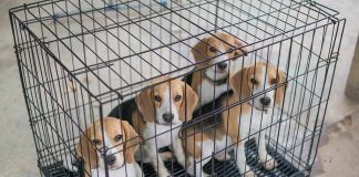 Obama Ran Disgusting Campaign to Cover Beagle Torture Program Four beagle puppies in a metal crate