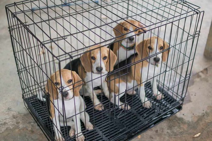 Four beagle puppies in a metal crate