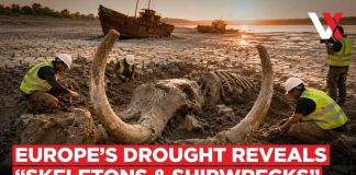 Ancient Lake Drys Up Revealing 1,000 Year-Old Ruins! Woolly Mammoth Emerges from Danube As Europe's Historic Drought Exposes Buried Secrets | VERTEX