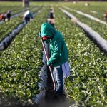 Senate Candidate Would Trade Five Americans for One Illegal Farm worker tending crop rows with a hoe