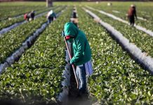 Farm worker tending crop rows with a hoe