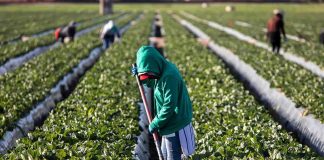 Farm worker tending crop rows with a hoe