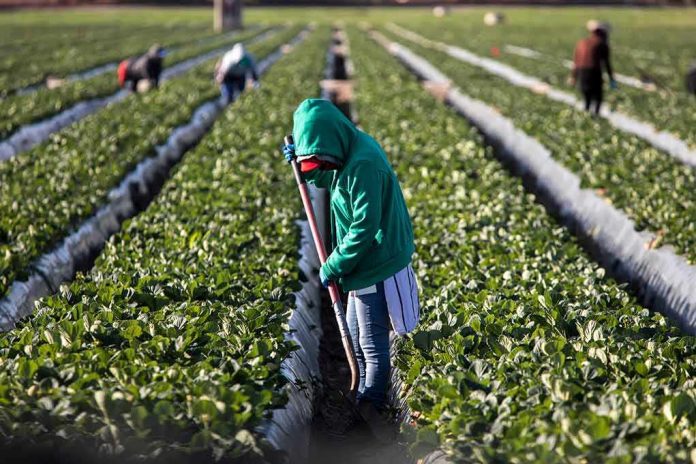 Farm worker tending crop rows with a hoe