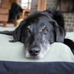 Woman Charged With Felony Over Alleged Sex Act With Pet A black dog resting on a green dog bed in a cozy indoor setting