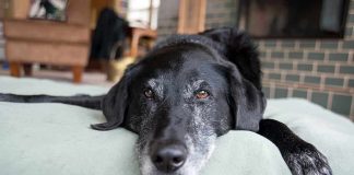 Woman Charged With Felony Over Alleged Sex Act With Pet A black dog resting on a green dog bed in a cozy indoor setting