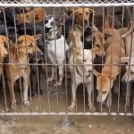 Group of dogs crowded behind a metal gate in a muddy kennel