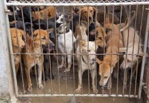 Group of dogs crowded behind a metal gate in a muddy kennel