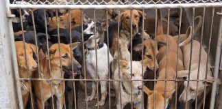 Group of dogs crowded behind a metal gate in a muddy kennel