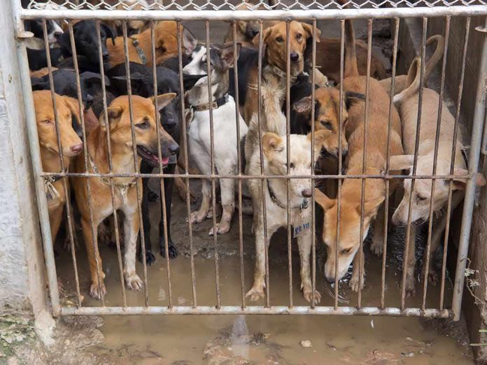 Group of dogs crowded behind a metal gate in a muddy kennel