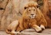 Lion resting on a rock formation.