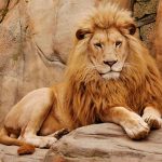 Lion resting on a rock formation.