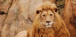 Lion resting on a rock formation.