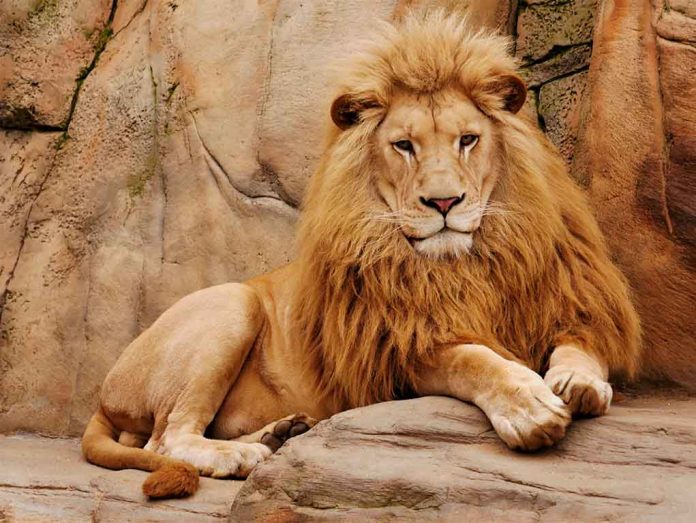 Lion resting on a rock formation.