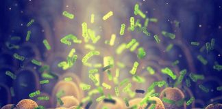 Green bacteria among intestine lining cells