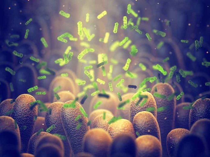 Green bacteria among intestine lining cells