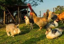 Rabbit and various birds on the farm grass