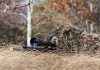 A sniper rifle partially covered in camouflage netting in a grassy area
